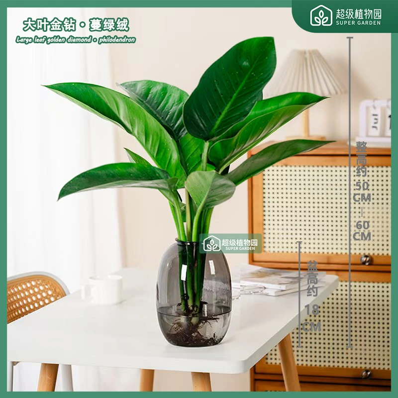 水培大叶金钻绿公主盆栽室内耐阴观叶植物客厅办公室净化空气绿植