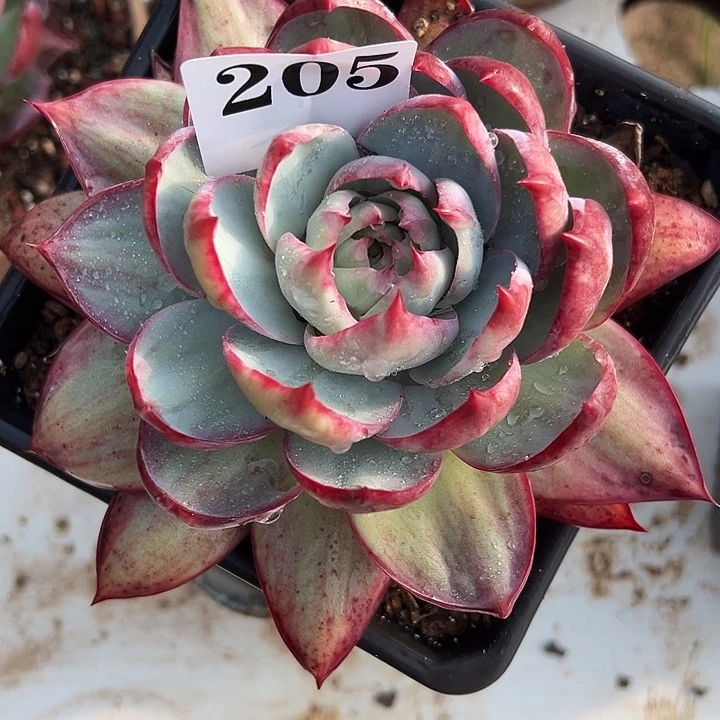 夏***欢惊鸿惊鸿惊鸿205叶展 15默认裸根发货