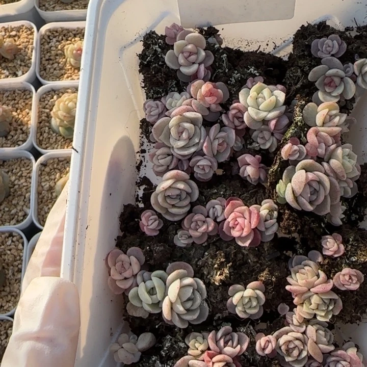 151 号王者系列多肉一盒