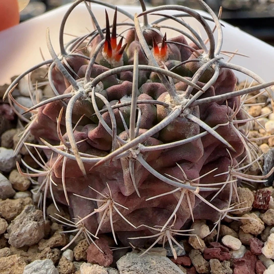 满30包邮仙人球00