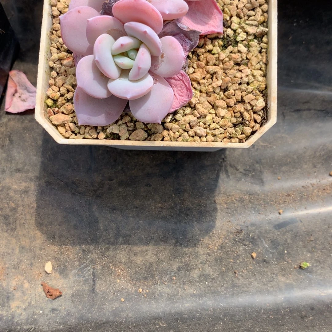 手***76917奶茶发货多肉