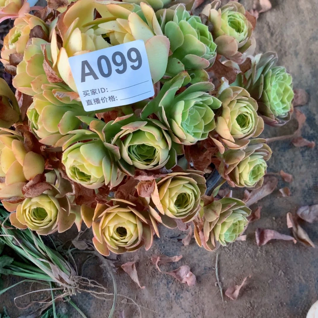 3****鱼万圣节变色龙099