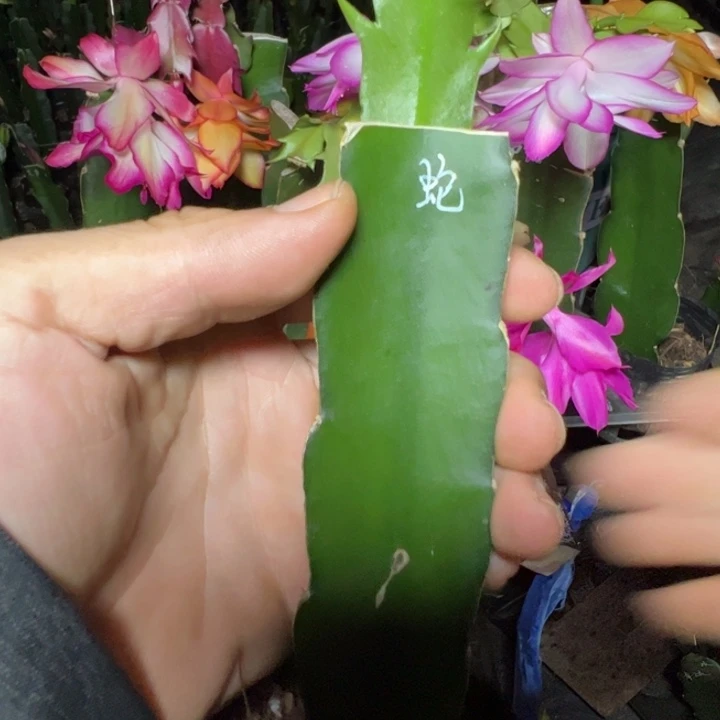 蛇蝎美人嫁接单片小苗一颗45.8