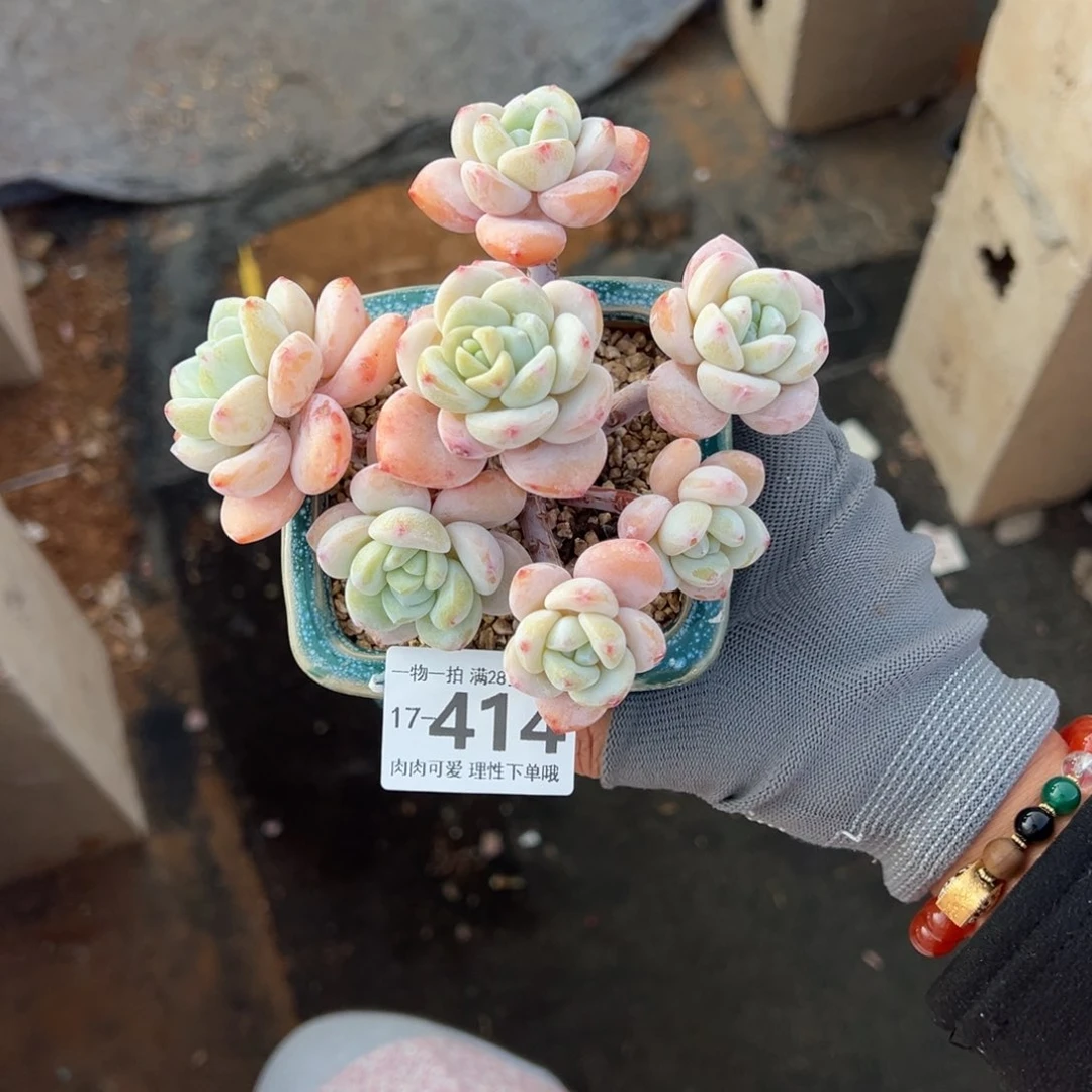 冷香多肉多肉多肉