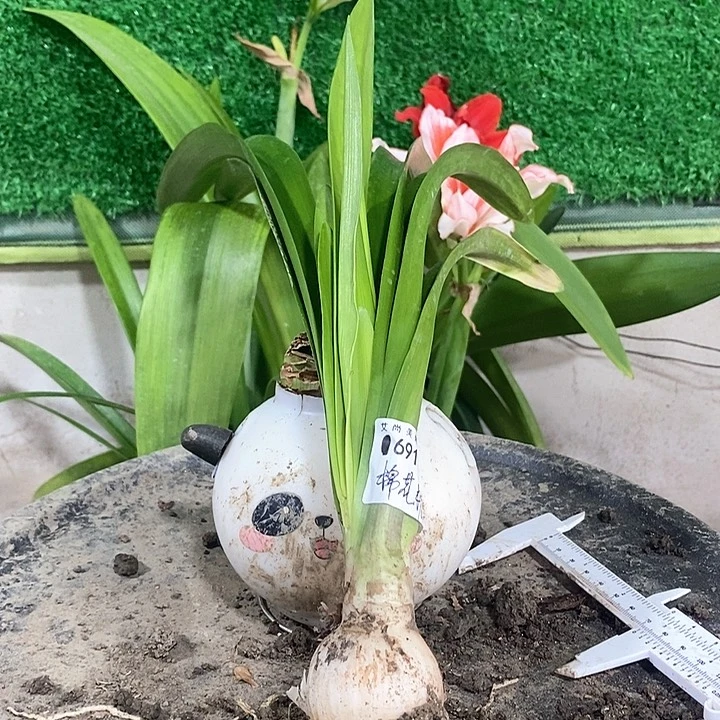 全部花朵台朱棉花糖福利691号