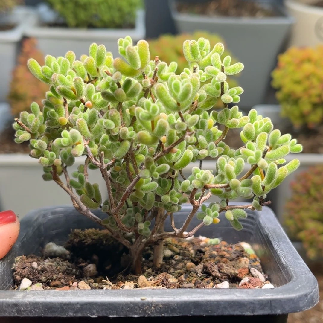 13实生小星星优选