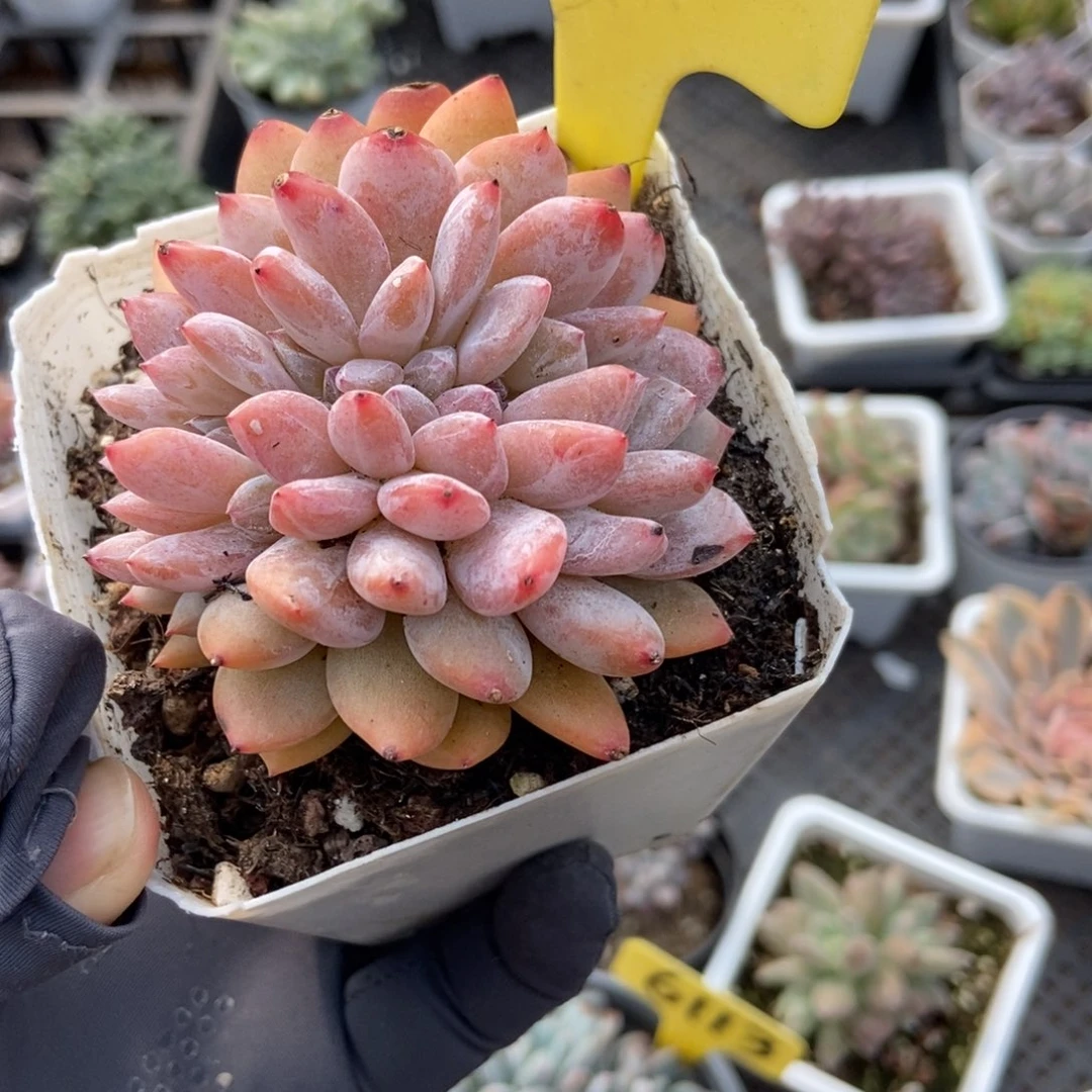13橙子缀多肉植物