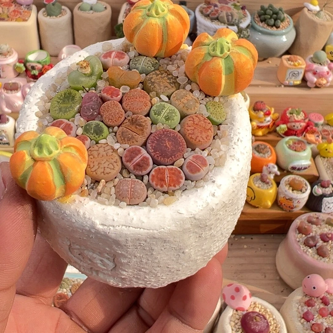 多肉植物21号彩拼带盆