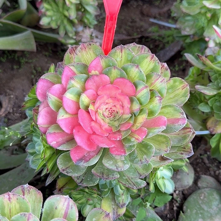 辉*2-13知否多肉法师