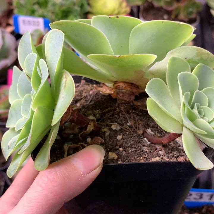 一物一拍星辰福利100