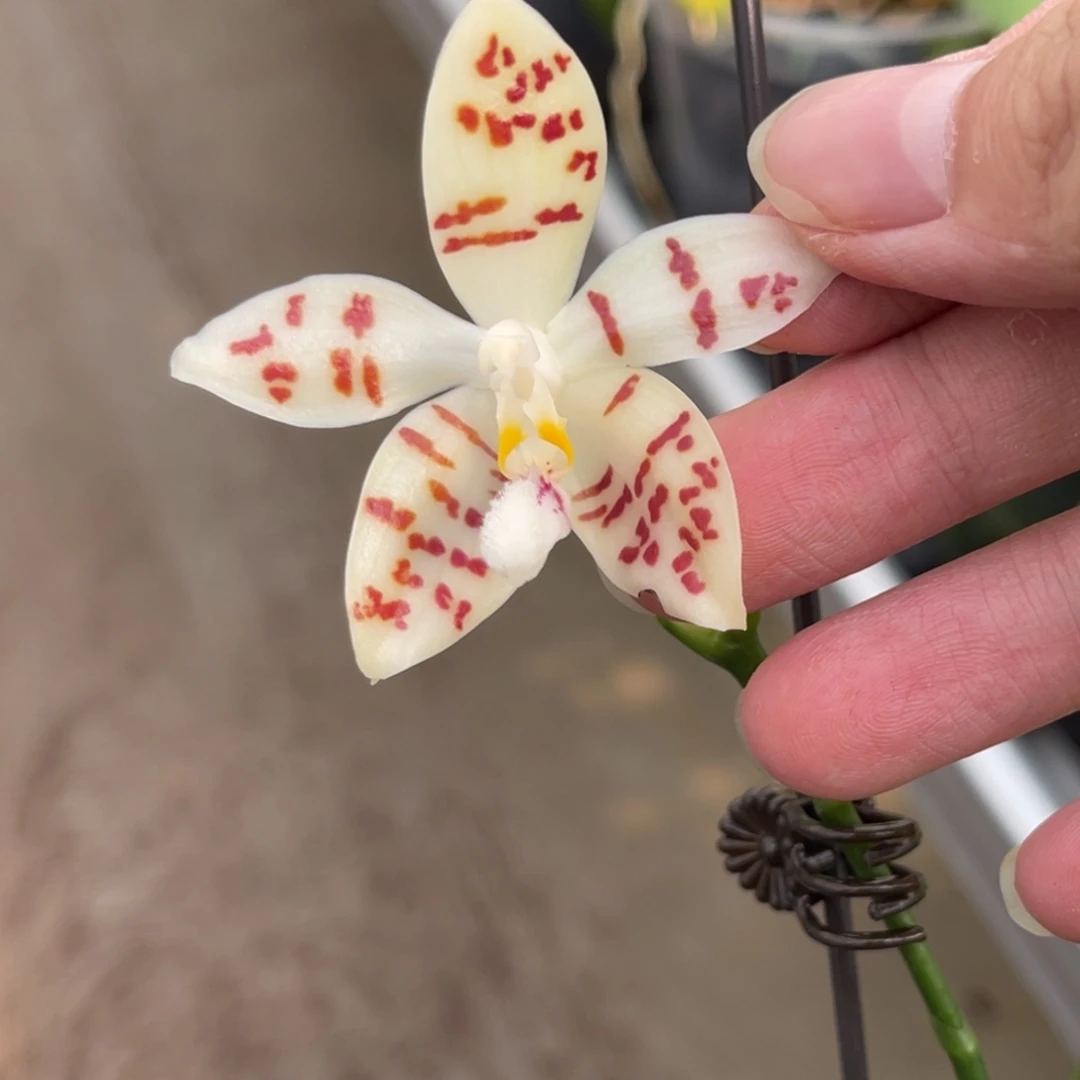 完全开放原种-斑纹-青青草原味-661