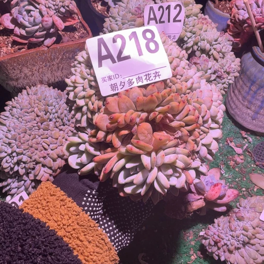 四胸花微瑕介意勿拍