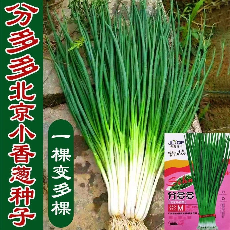 新分多多小香葱种籽四季浓香小葱种子季高产蔬菜耐寒抗倒伏小香葱
