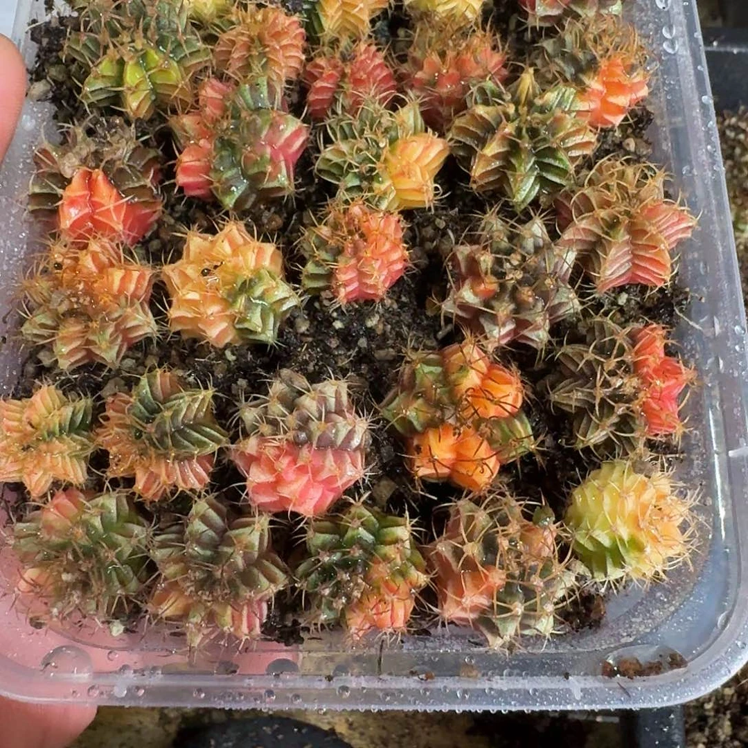 大***藏米哈实生自然锦55