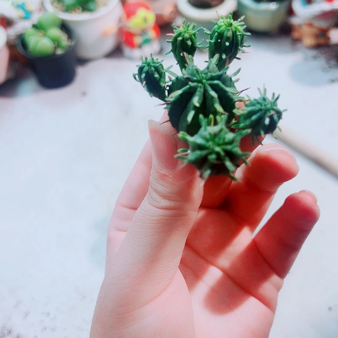 火麒麟多肉植物多肉