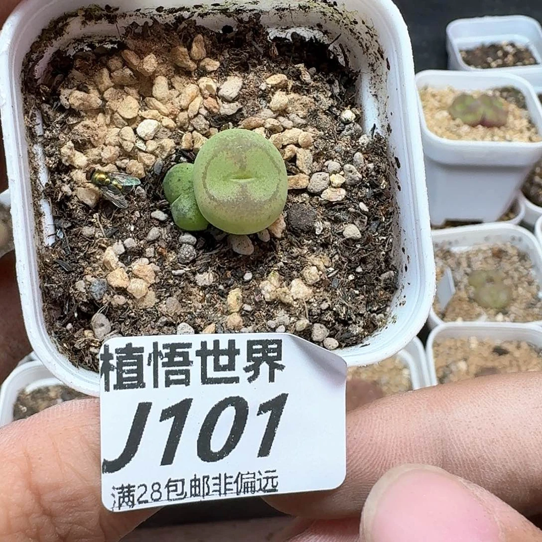 钧*多肉植物的润泽额