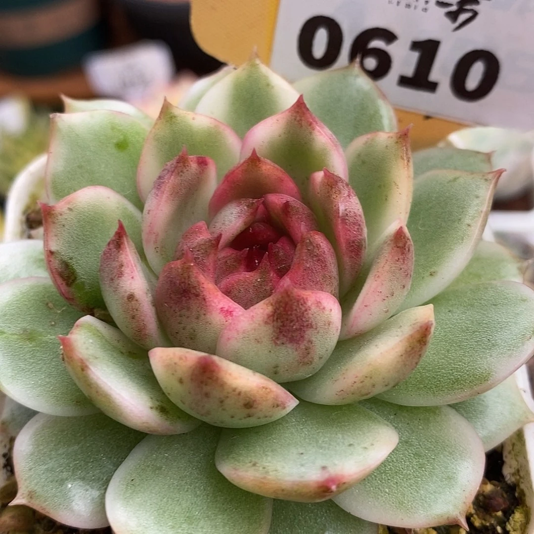 610黑玫瑰哈哈哈哈哈