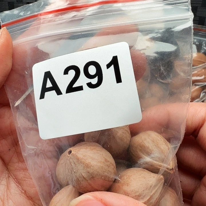 聊***工橄榄核手串/手链橄榄