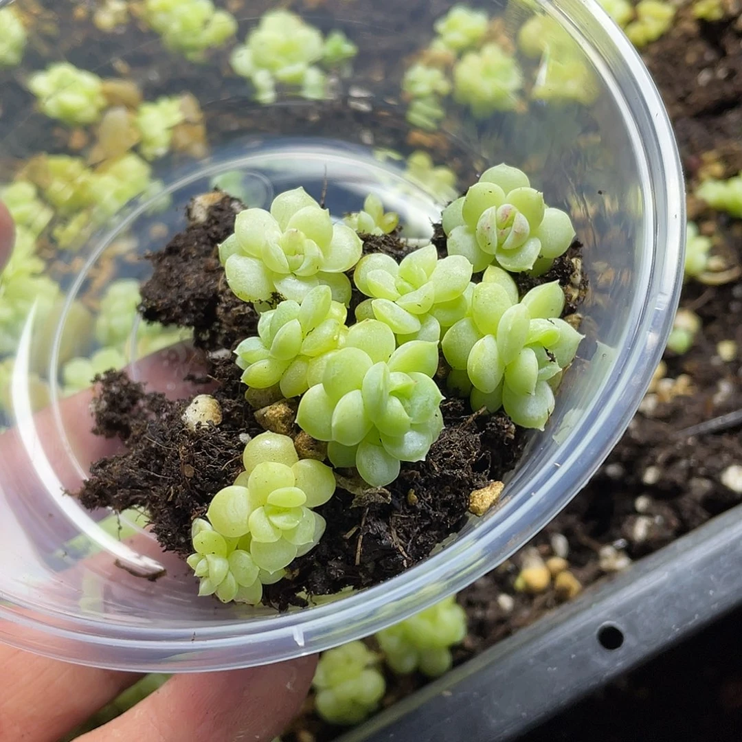 Q20不知名一物一拍201