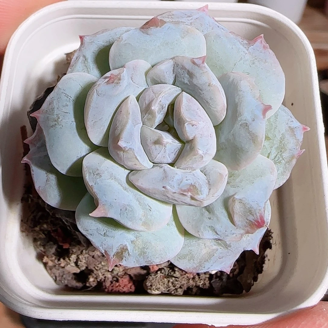 1108----534福利福利
