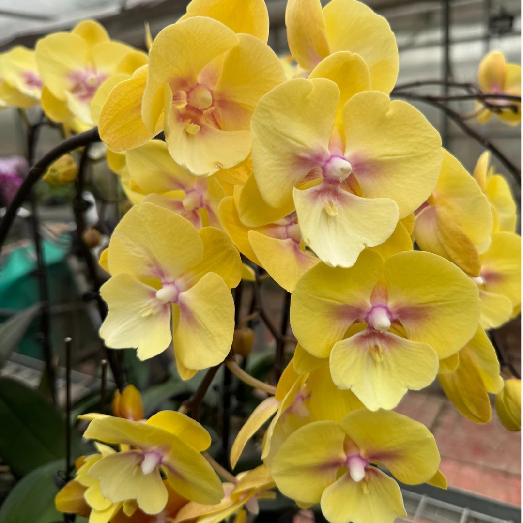 蝴蝶兰 美娇娃3.0寸杯带花带花苞