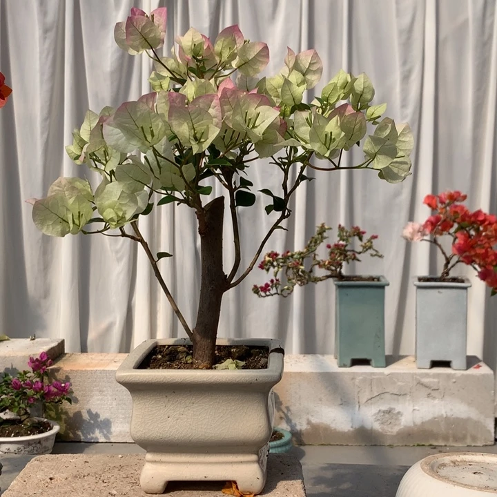 完全开放绿樱三角梅