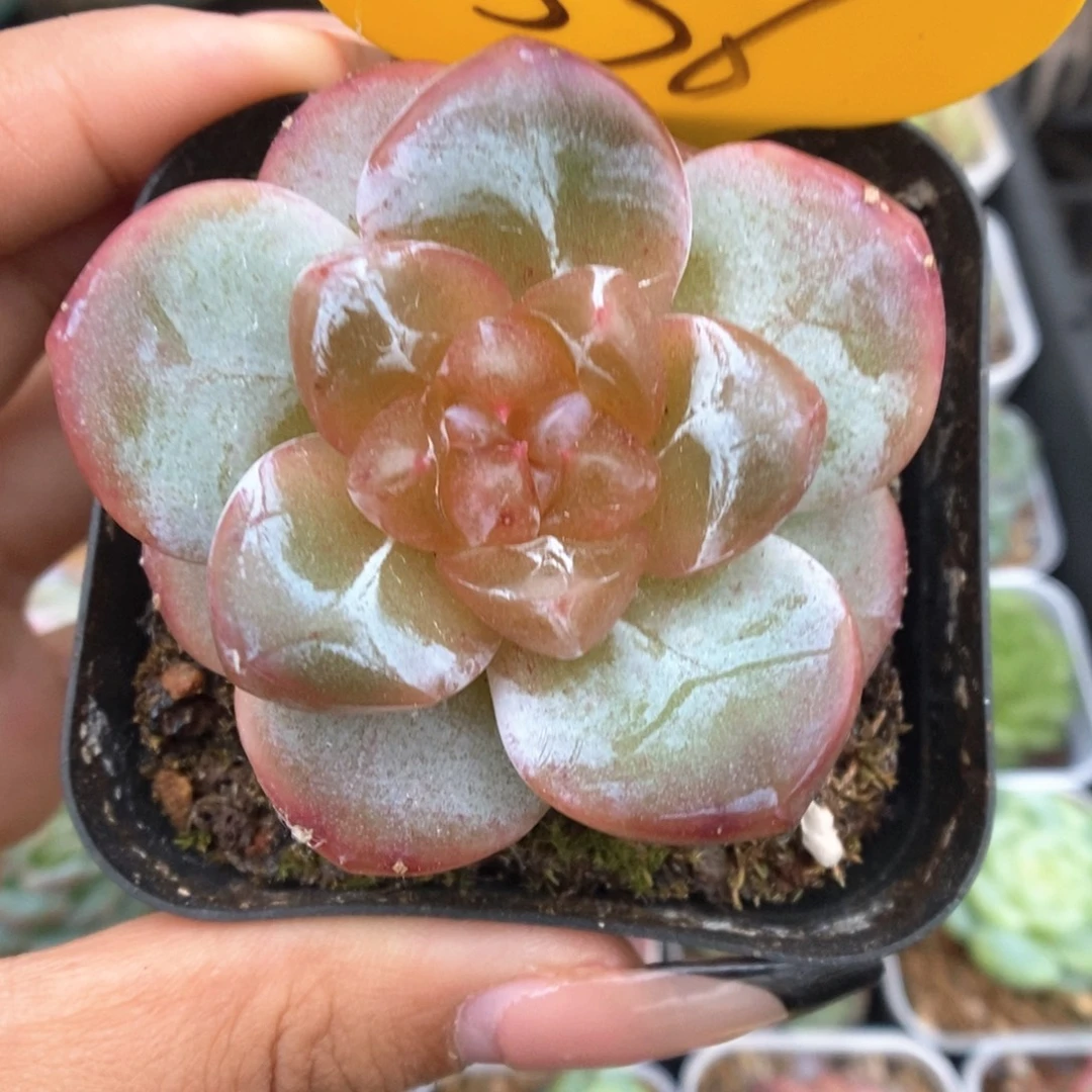 橘心灯泡心珍妮可拍536号