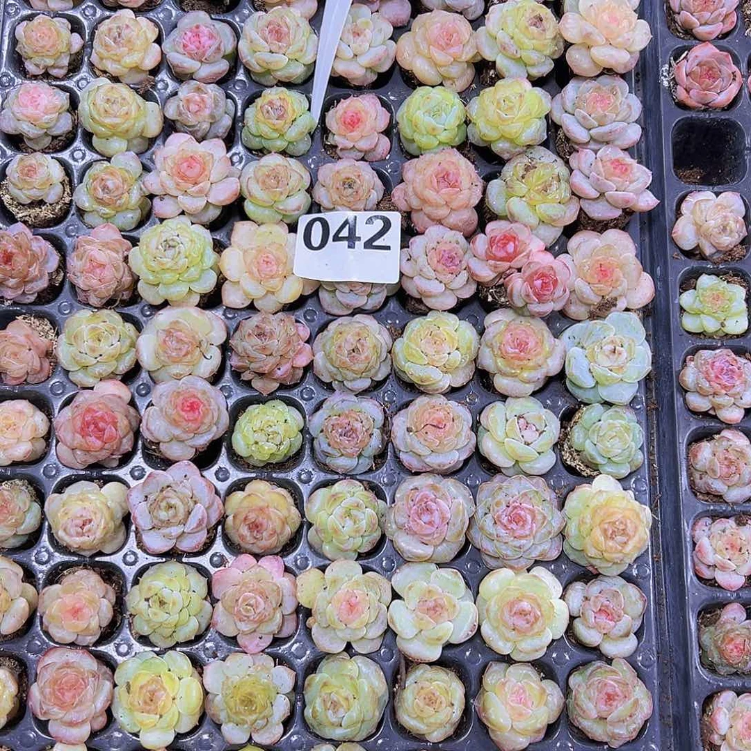 042中号精品七彩冰魄6个19包邮