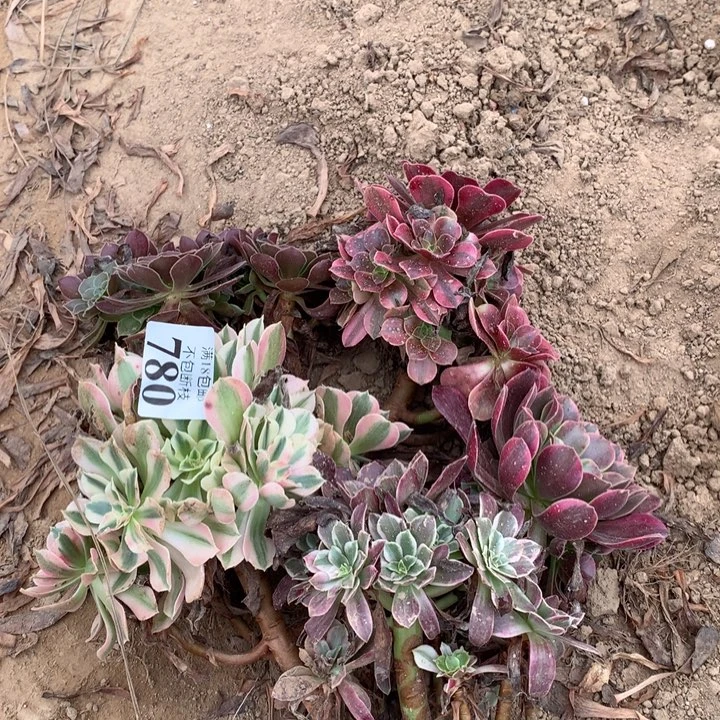 780不同品种5颗4号