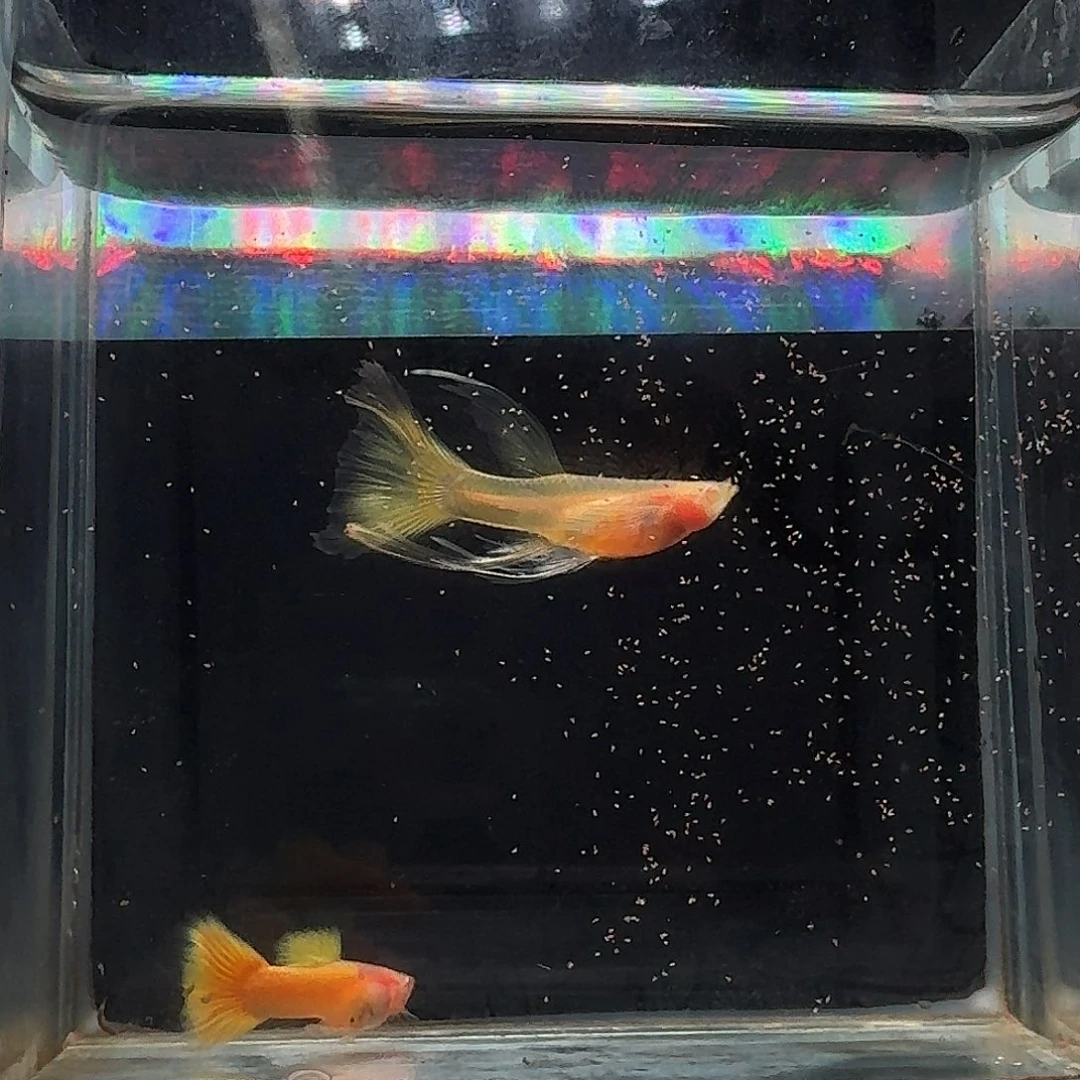 孔雀鱼黄金玻璃体缎带1对