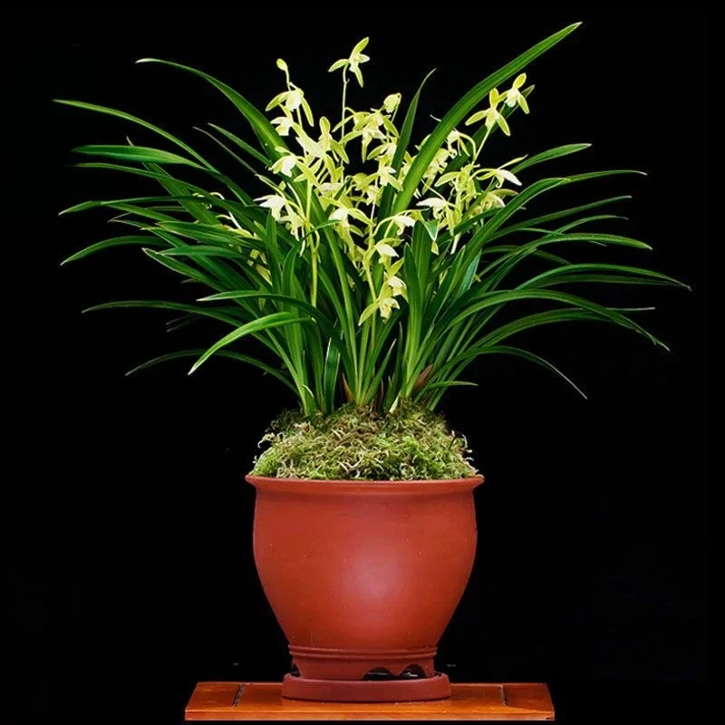 山涧兰业【 金风玉露】高端铭品素心花 浓香型 勤花勤芽好养易活