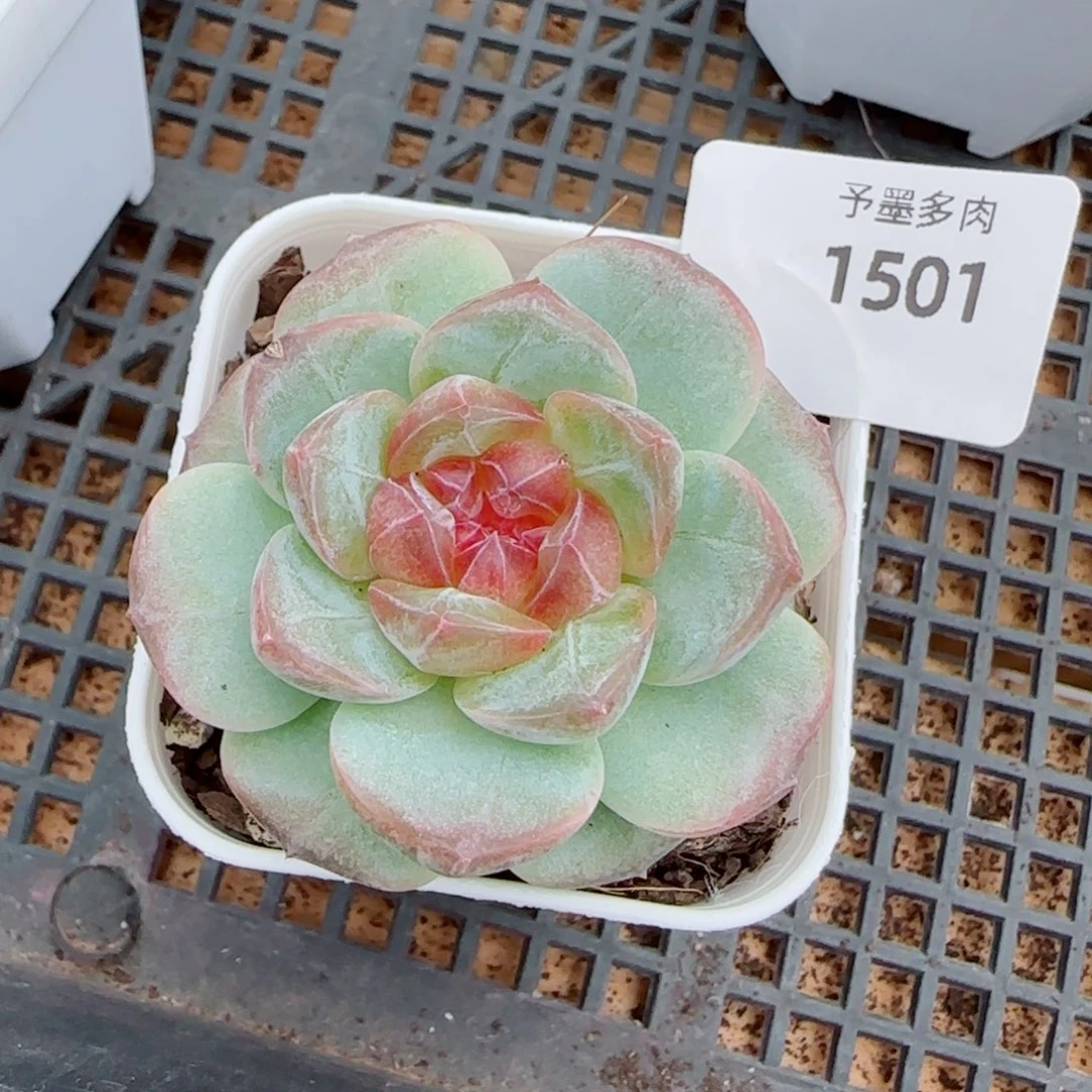 彩虹方糖，1501多肉植物