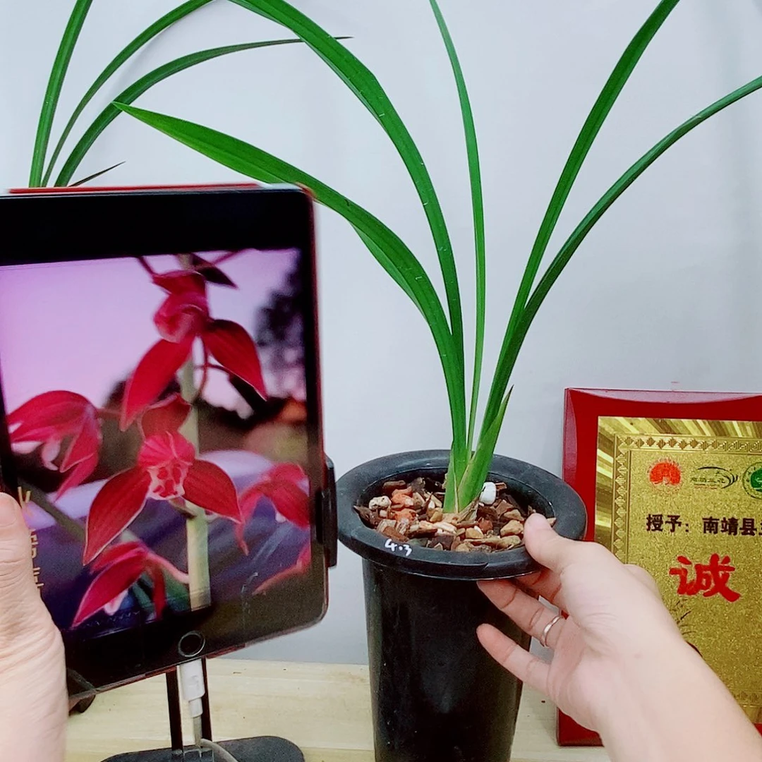 当前无花栽培后可以开花