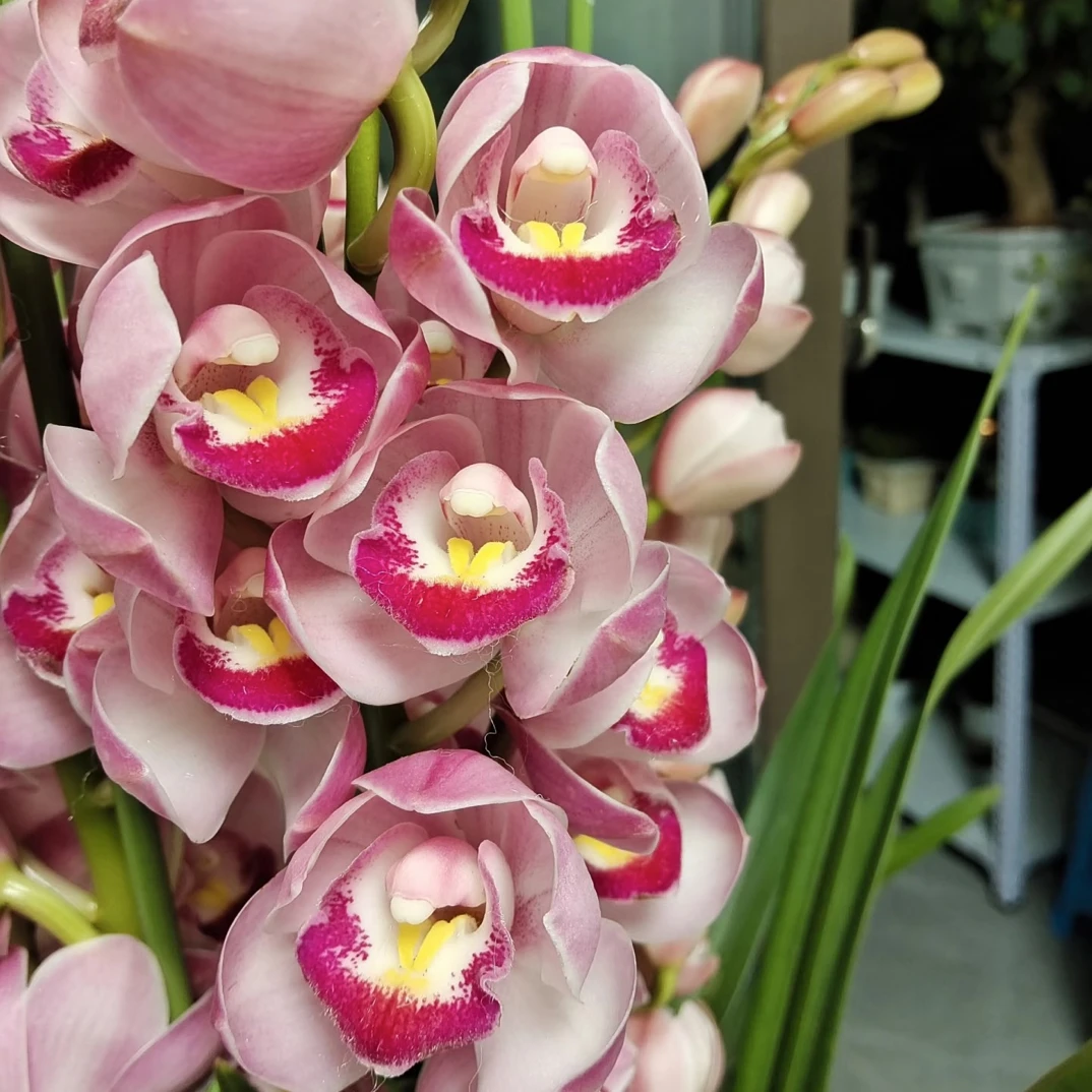 草莓露大花蕙兰（已发货不支持仅退款或拒签）