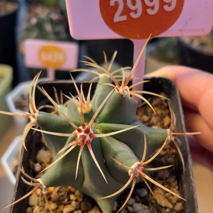 实生花刺春楼2999