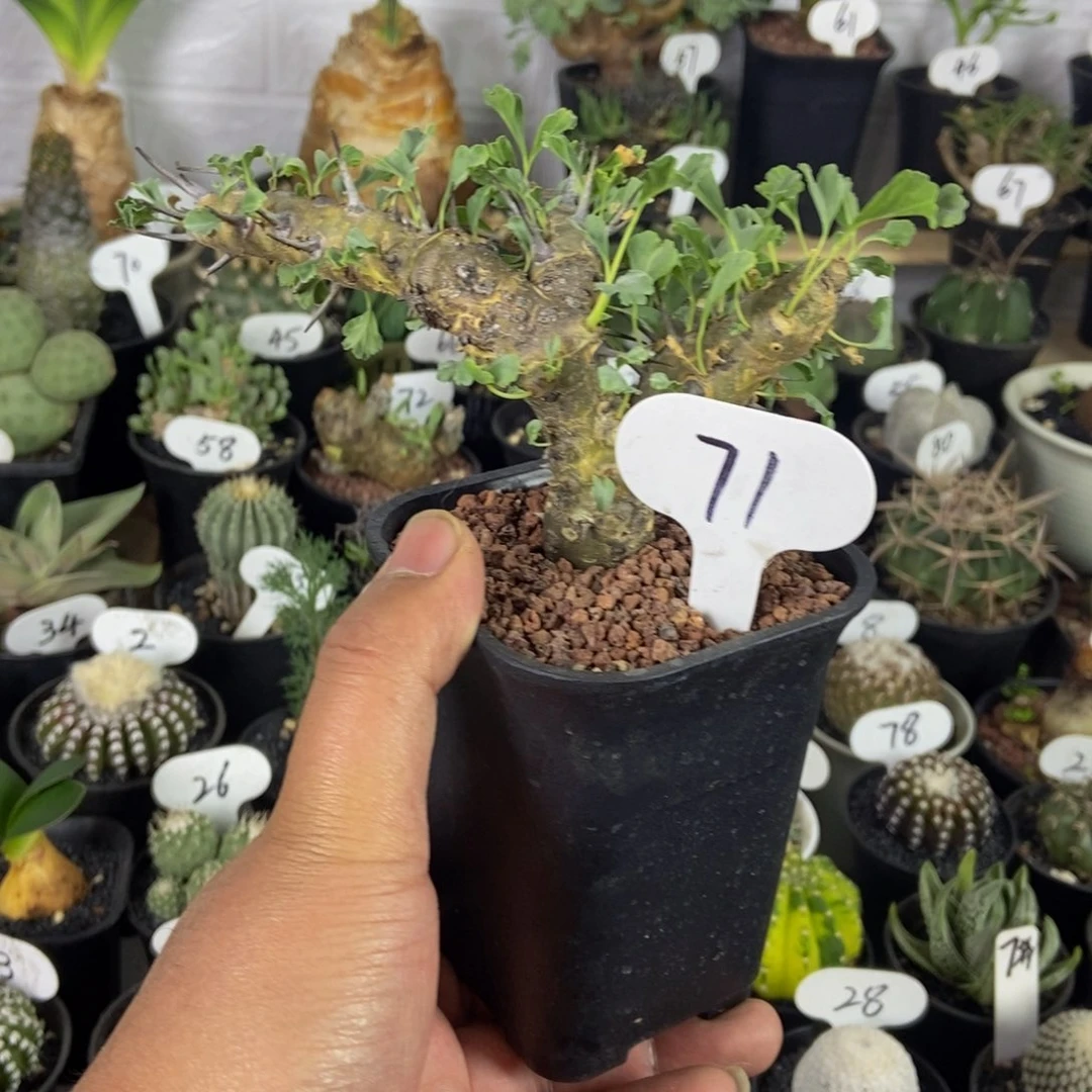 格斯龙骨葵一物一拍