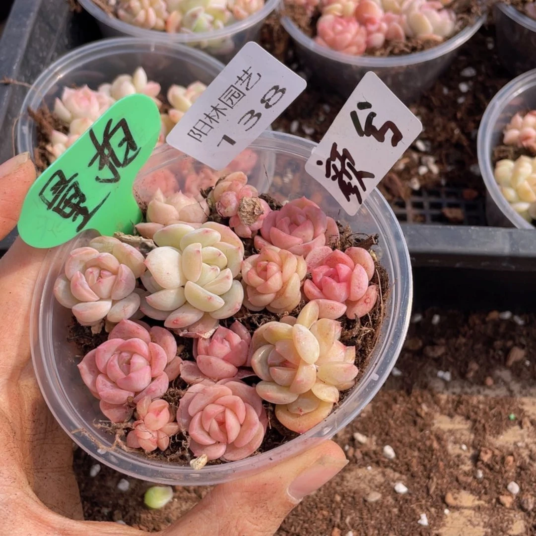 量拍多肉植物多肉植物138