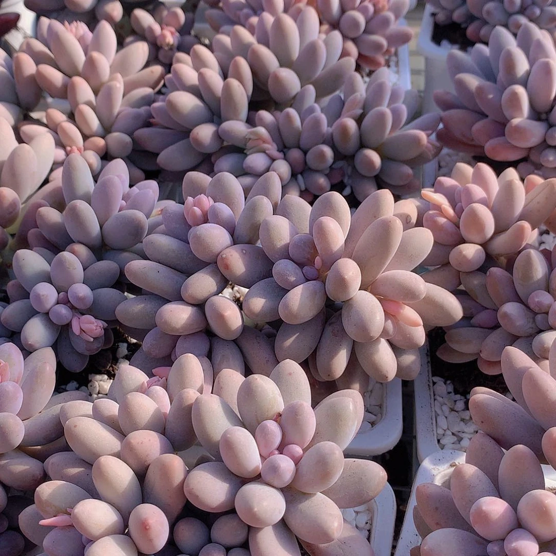 汤圆2446678899900000