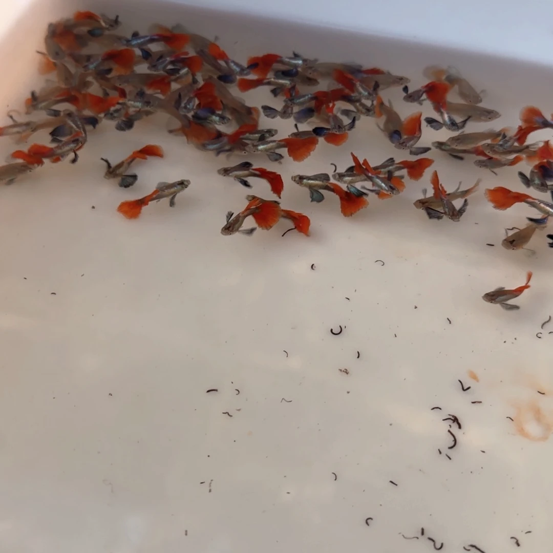 孔雀鱼白金象耳1对