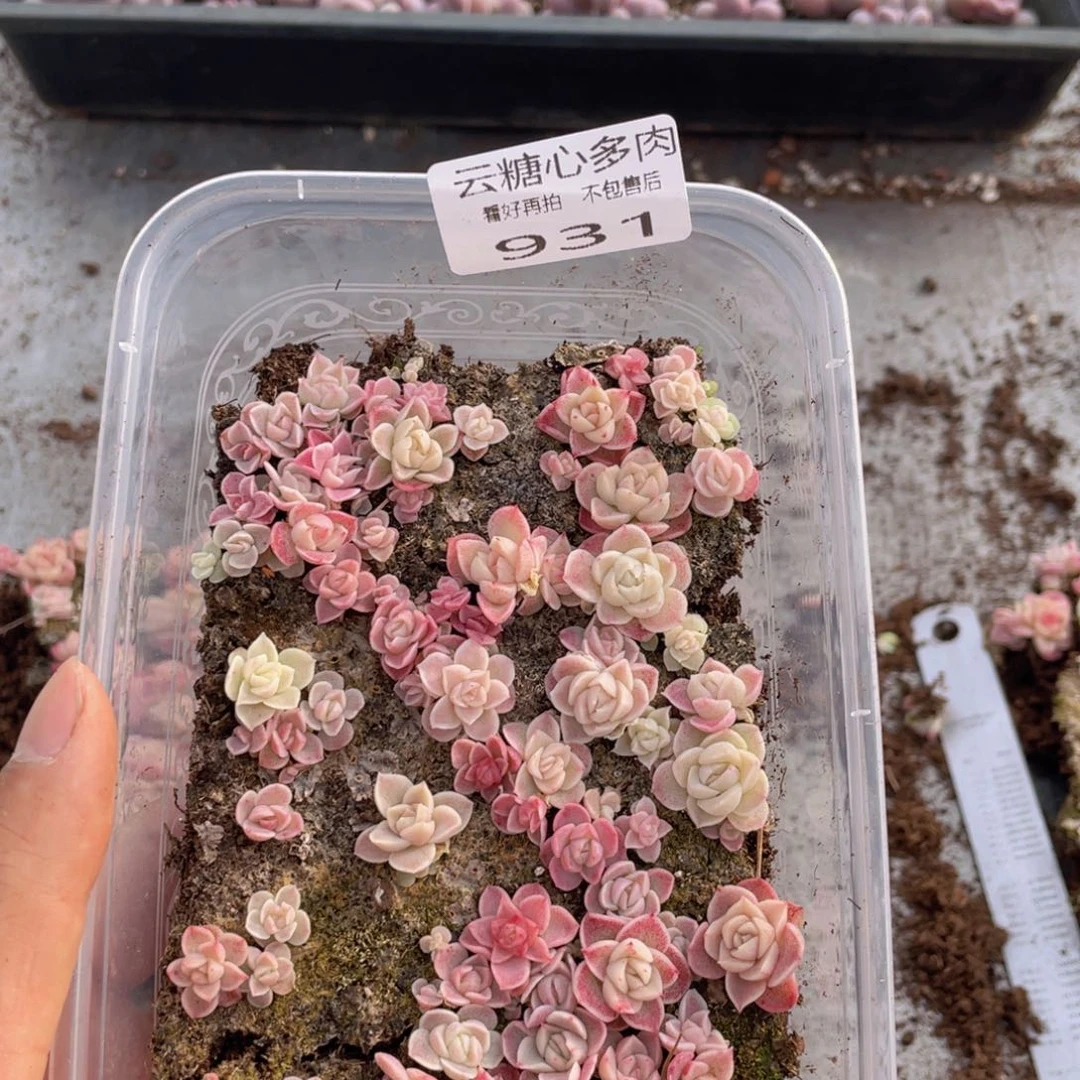 云糖心多肉植物931