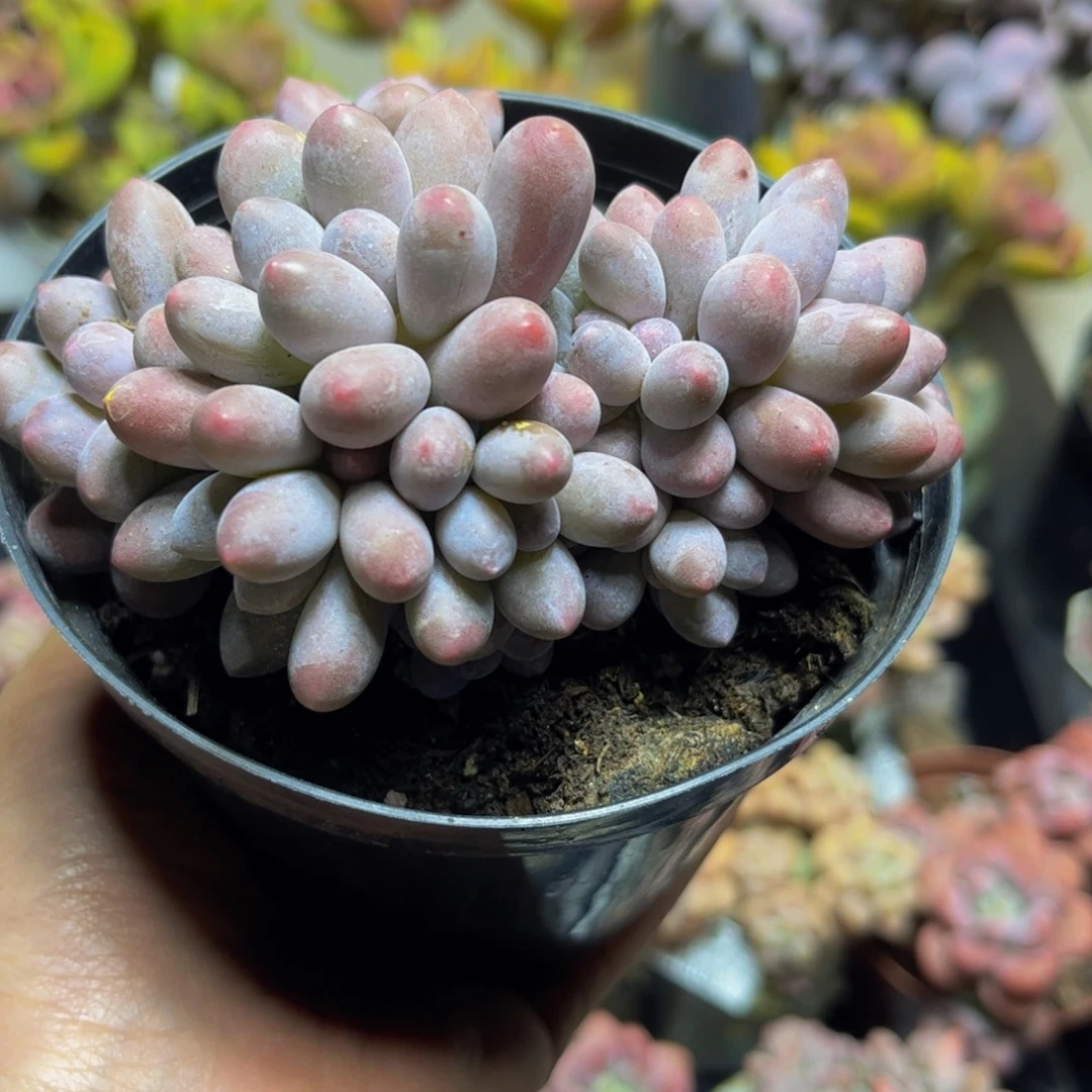 517-10厘米多肉植物