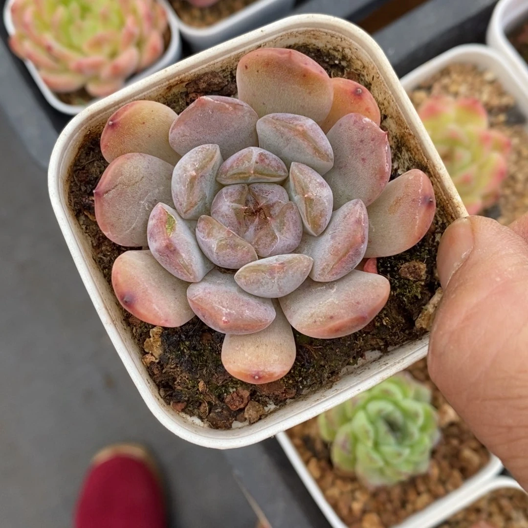 精品多肉一物一拍不包整1