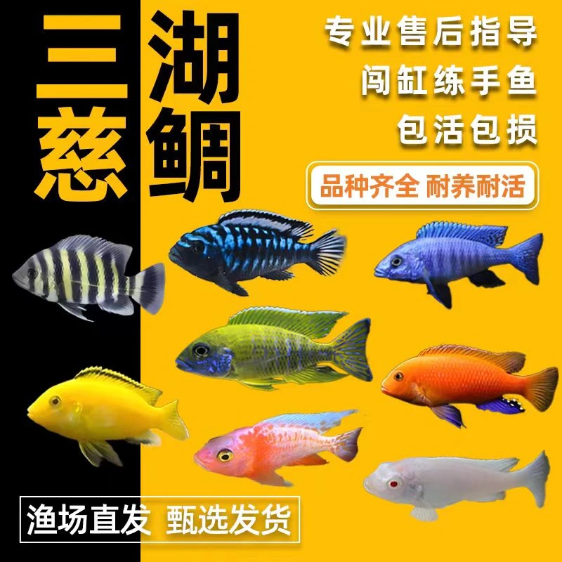 热带观赏鱼小型三湖慈鲷自然发色鱼孔雀岩栖六间小丑勾鼻热带鱼