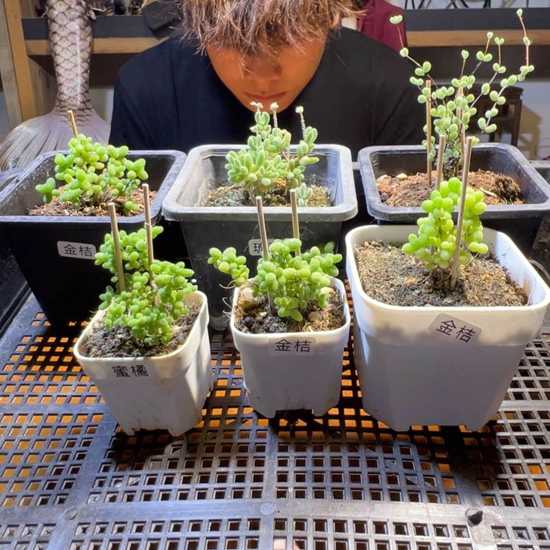 枝干番杏多肉植物022