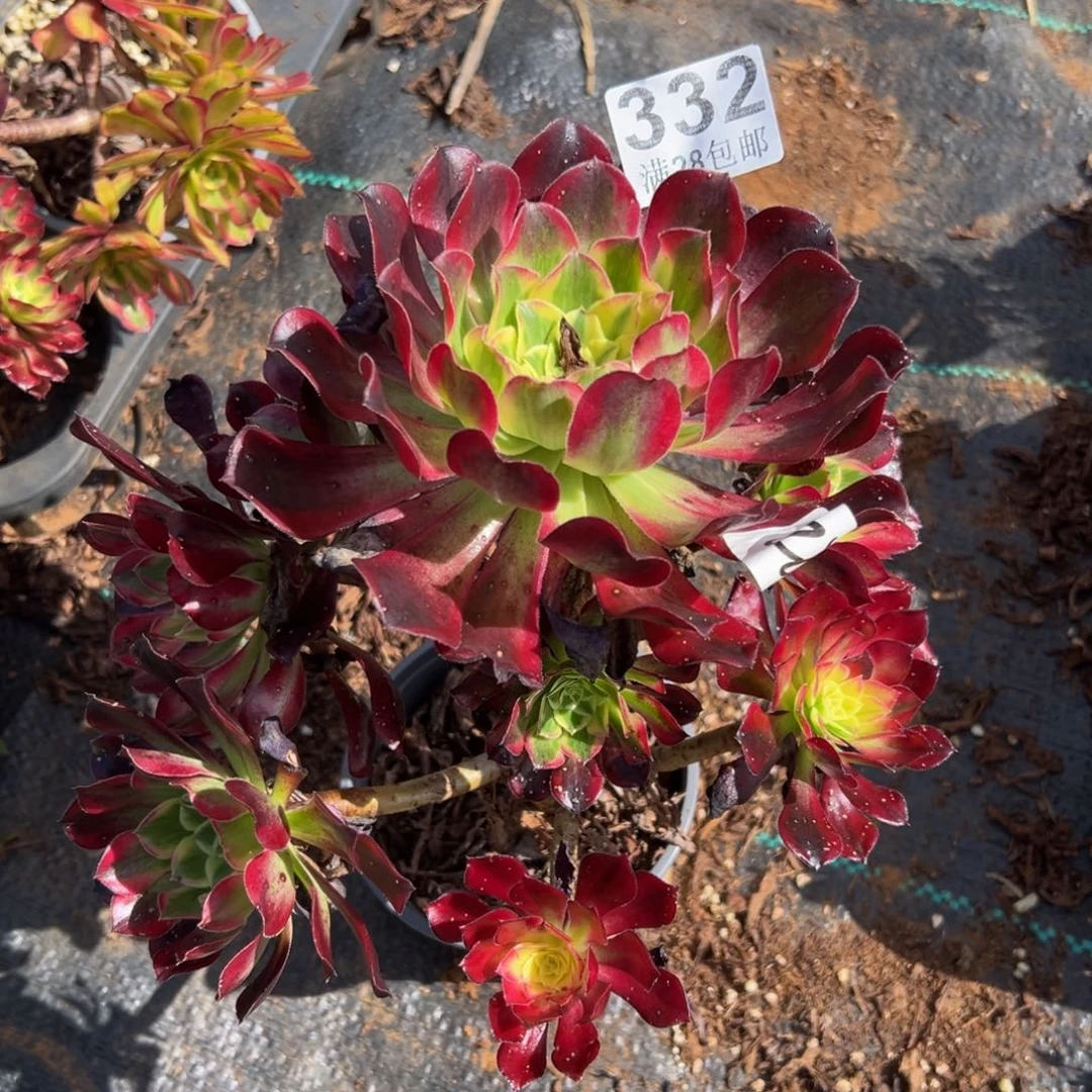 多肉植物332无售后