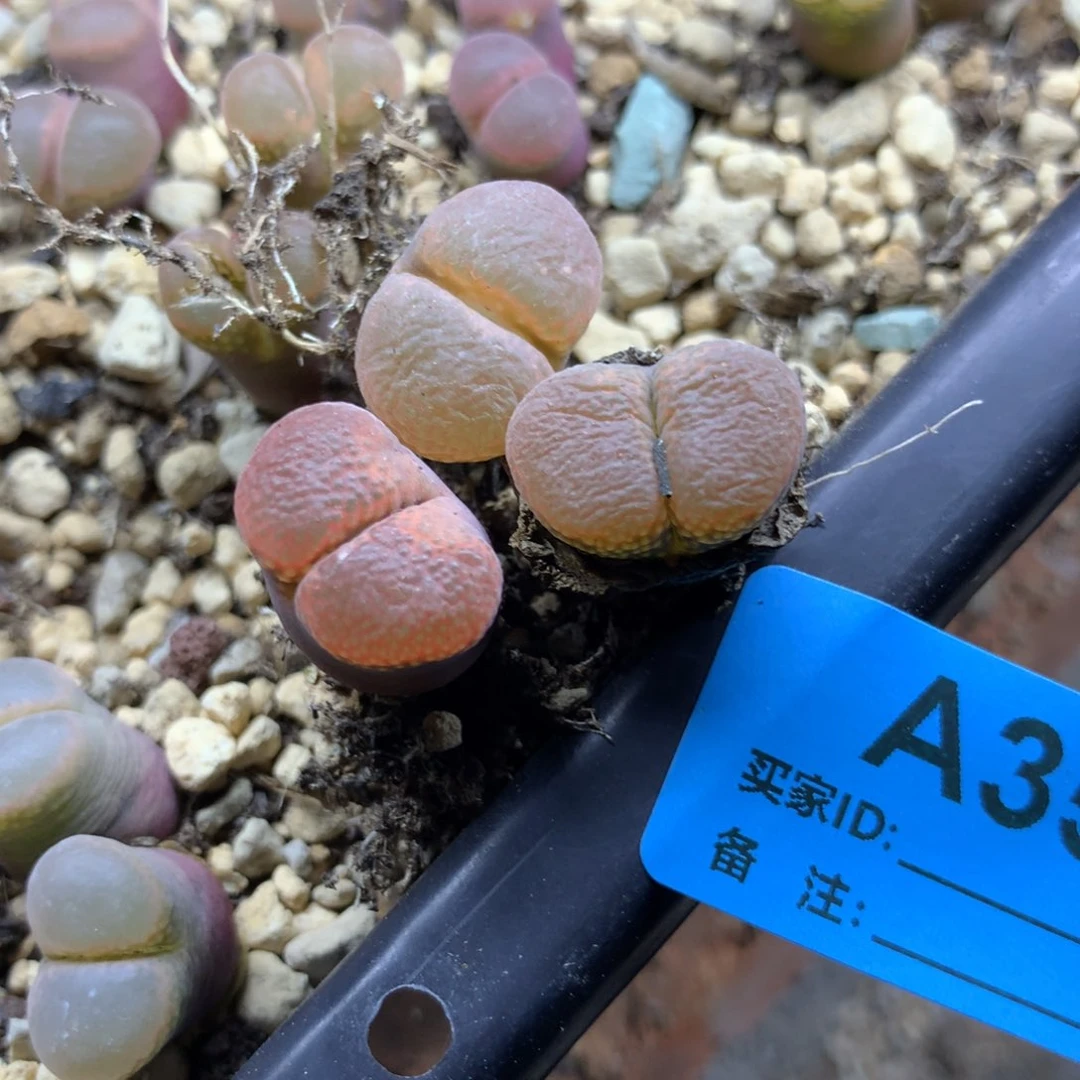是**?a357温巴德c10母本