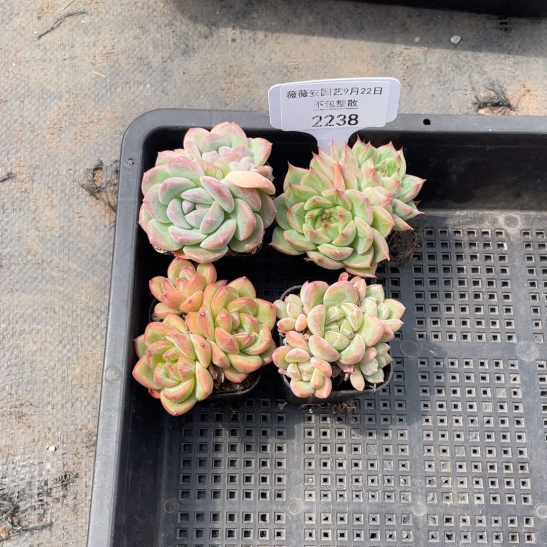 框拍不包整散。 杯子不售后2238