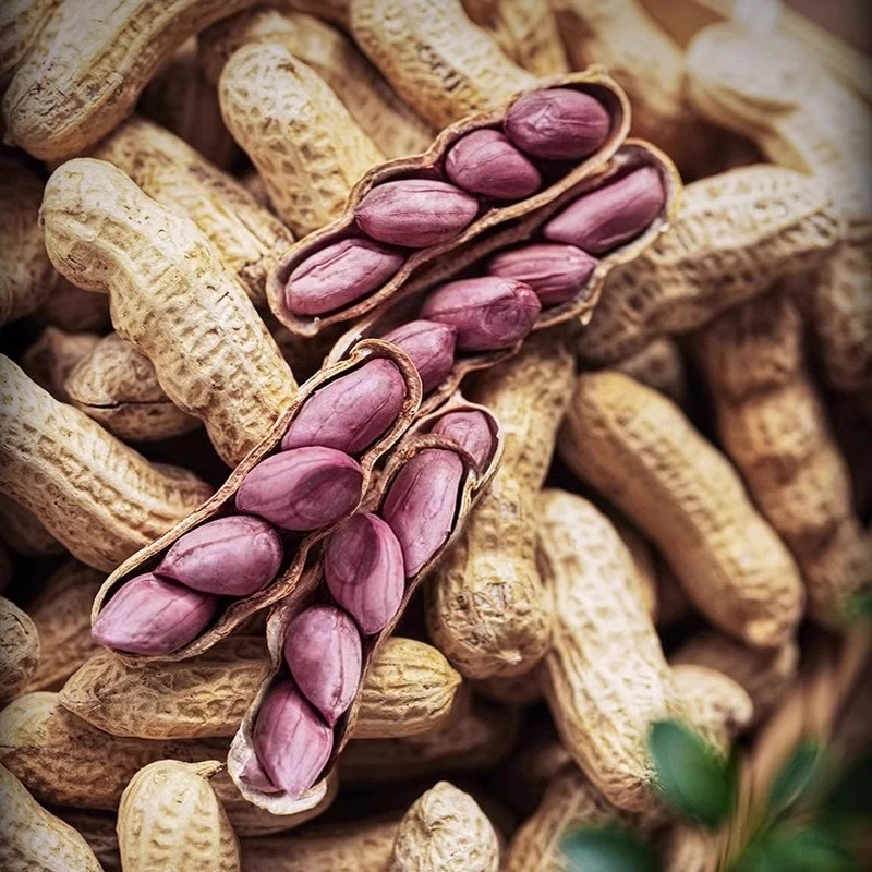 【农家货】水煮日晒咸干花生红紫衣带壳软口不脆有嚼劲儿时味道下酒