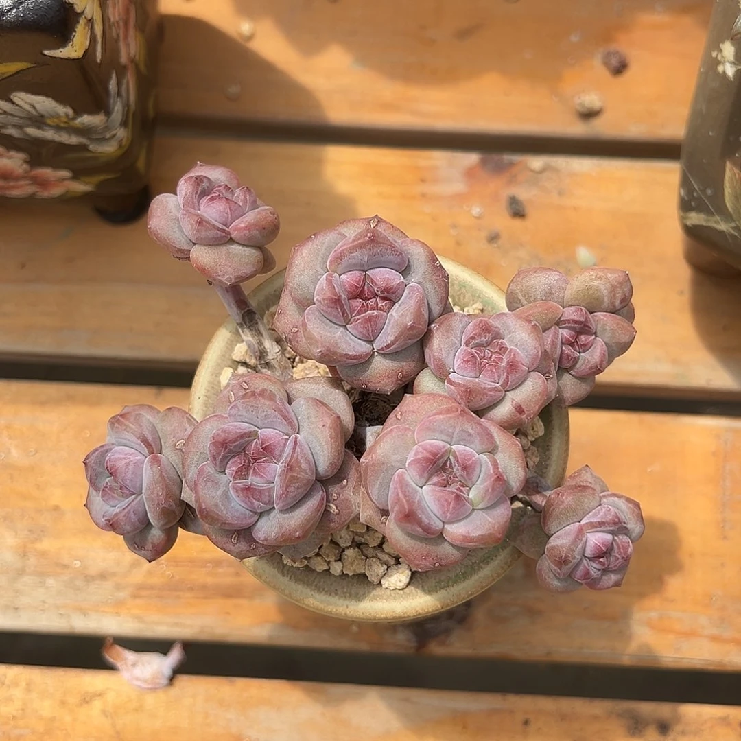 简***单简单石榴籽星影补差价默认有砍