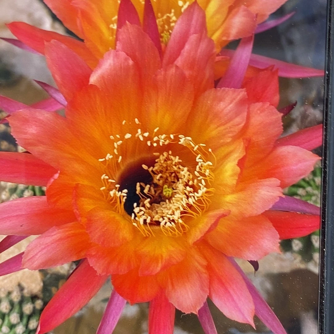 彩 彩草一号侧芽5公分左右